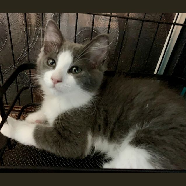 Photo of Domino