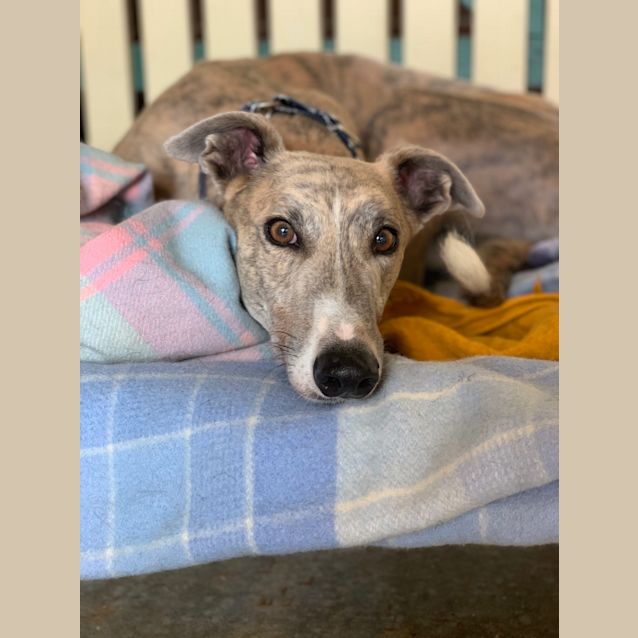 Photo of Ace (On Trial 8 Feb)
