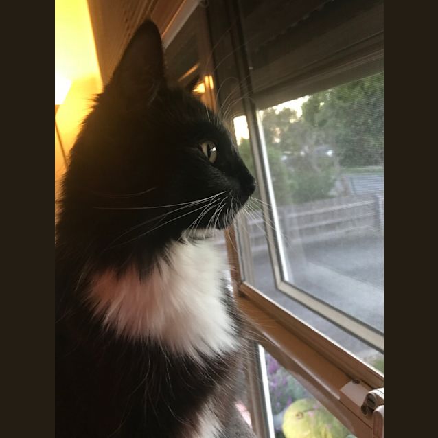 Photo of Nova