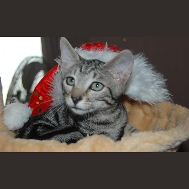 Photo of Hunter