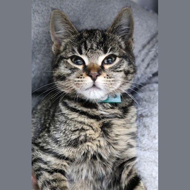 Photo of Rosie