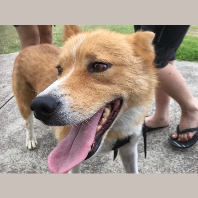 Photo of Dakota ~ Malamute X Shepherd (On Trial 26/3/19)