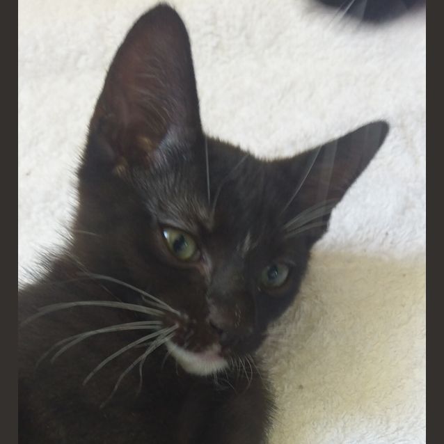 Photo of Momo