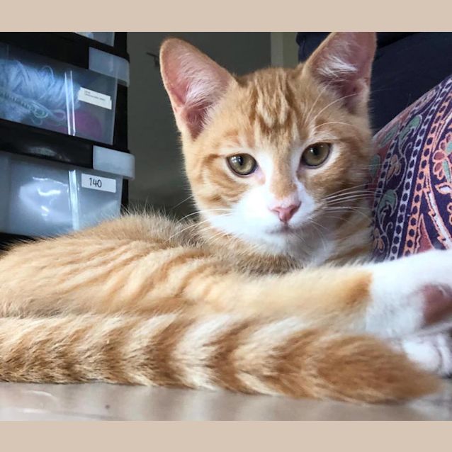 Photo of Clyde 