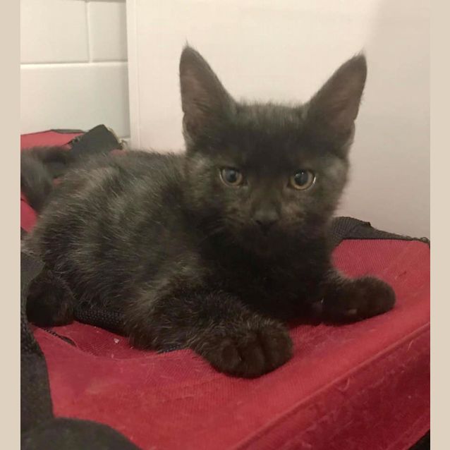 Photo of Salem 