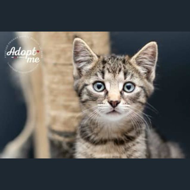 Photo of Tigger