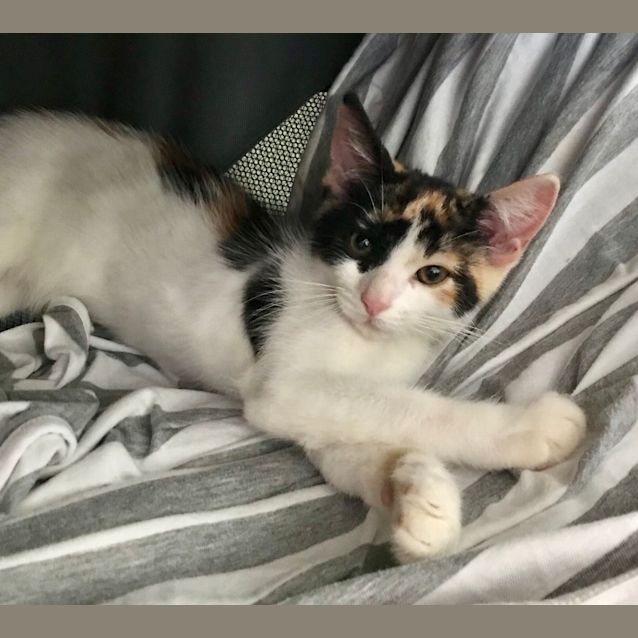 Photo of Pebbles 