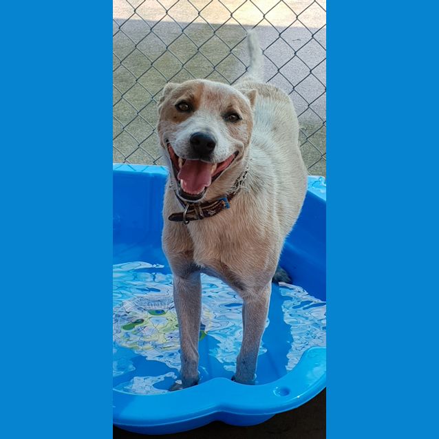 Photo of Patch (Hcc 454)