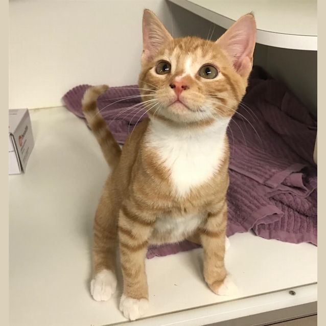 Photo of Mango