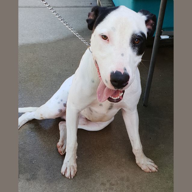 Photo of Boss (Pcc 749)