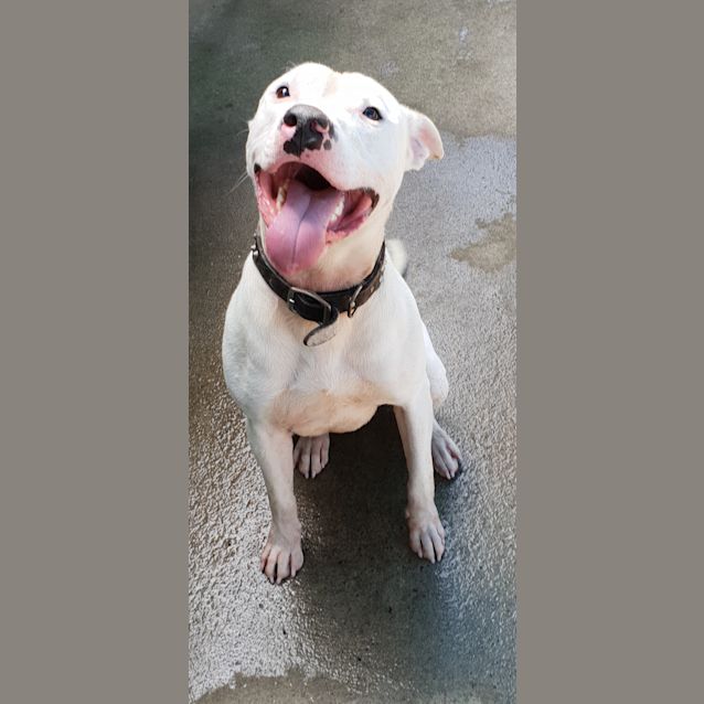 Photo of Vinnie (Pcc 713)