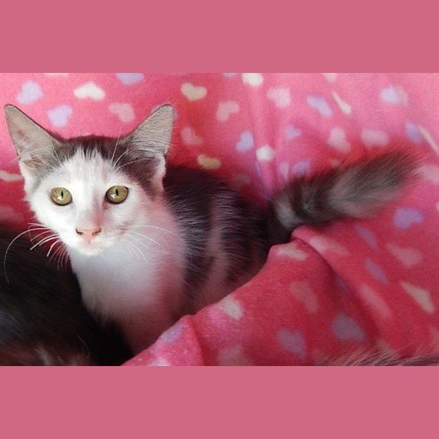 Photo of Sultan