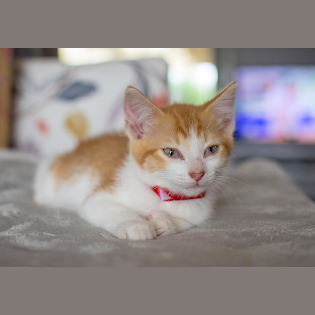 Photo of Romald (Romy) @ Petstock Marsden Park 