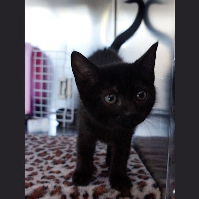 Photo of Peaches
