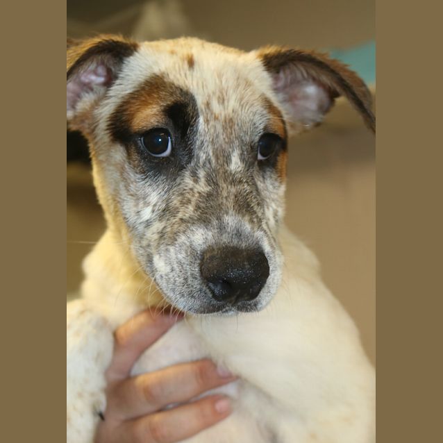 Photo of Archie