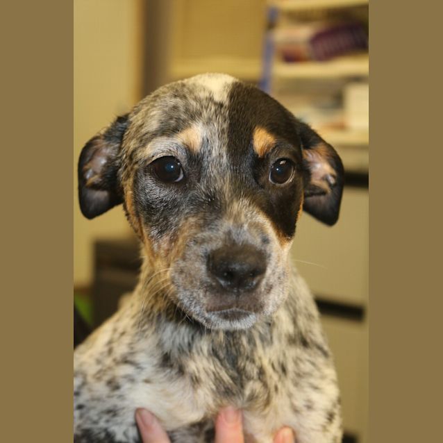 Photo of Annie
