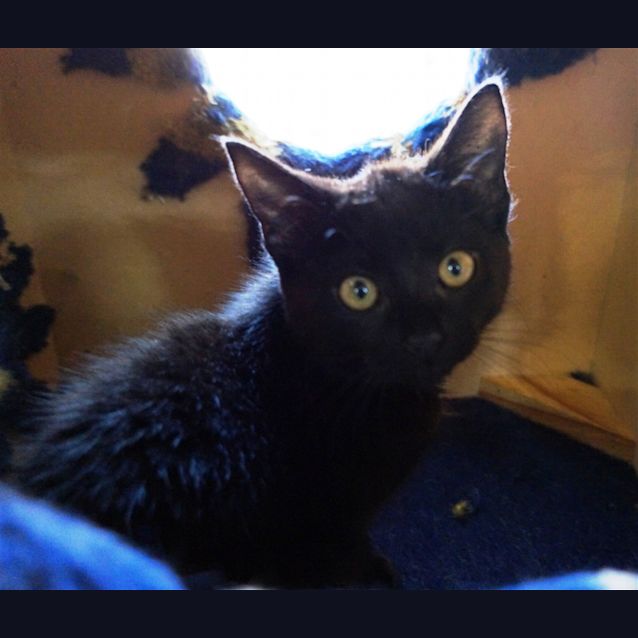 Photo of Roxy 