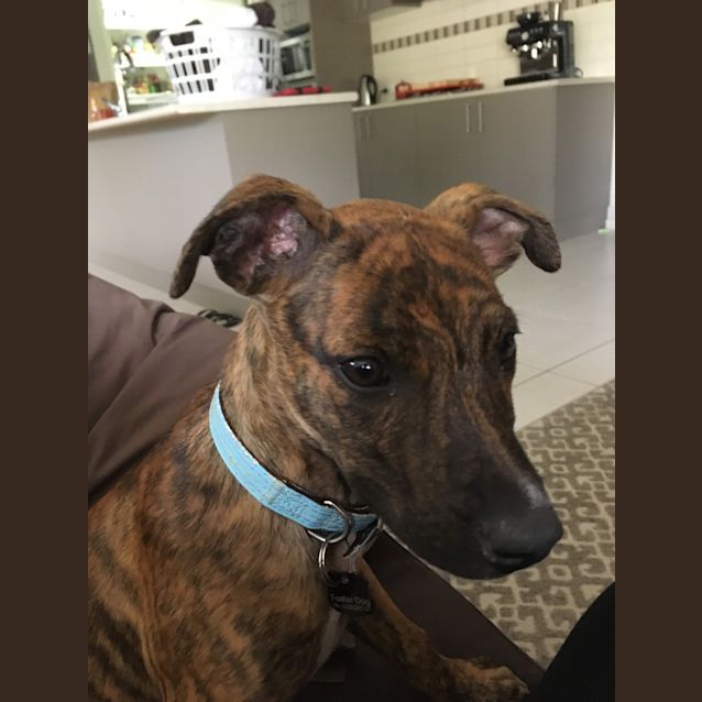 Photo of Cosmo 