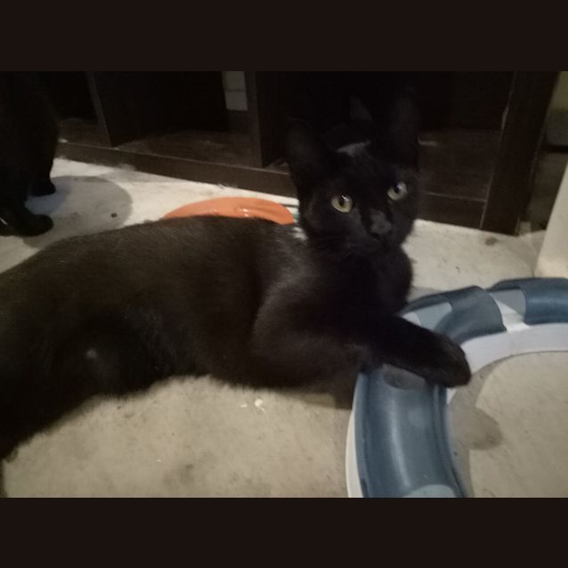 Photo of Electra