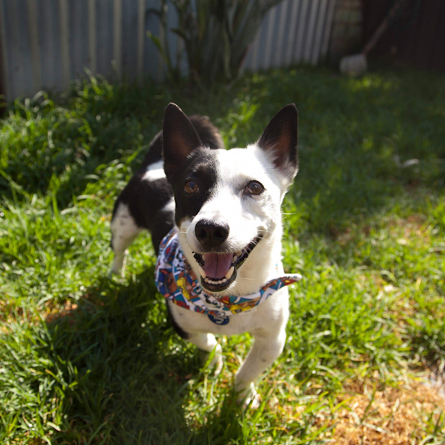 Photo of Hudson ~ Jack Russell X (On Trial 13/1/19)