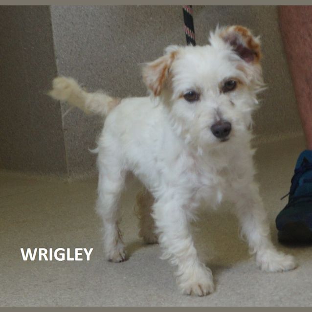 Photo of Wrigley