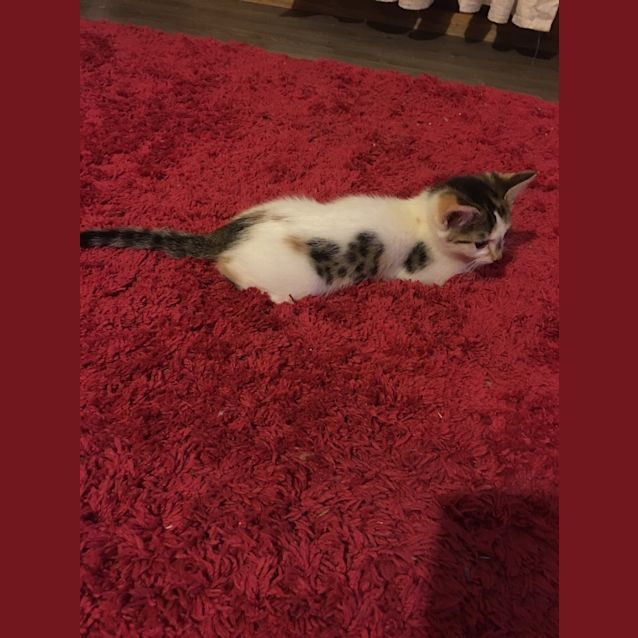 Photo of Maisy Love