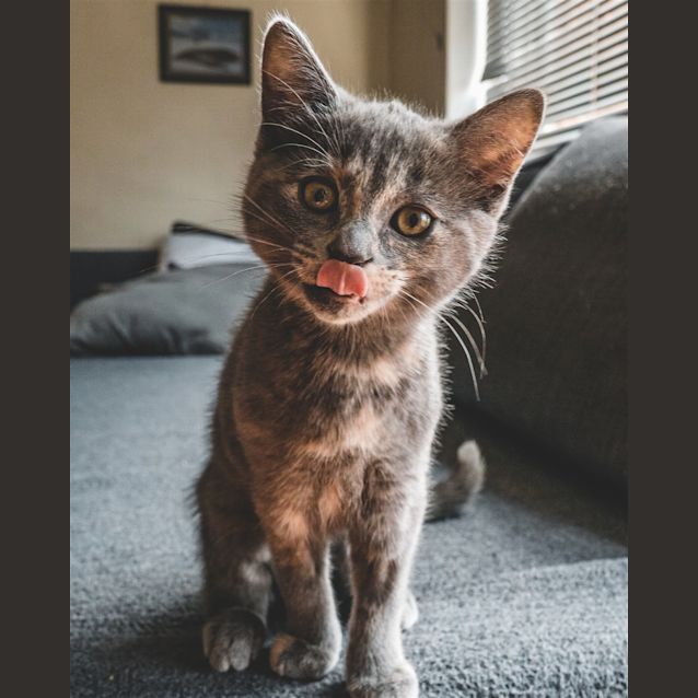 Photo of Bug
