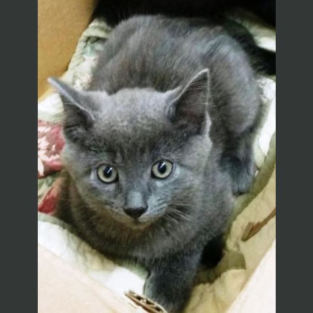 Photo of Ferdinand