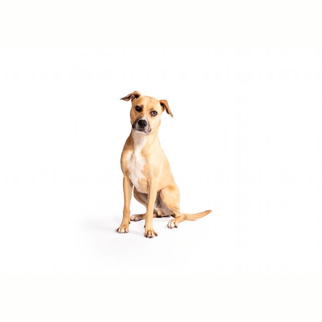 Photo of Bailey