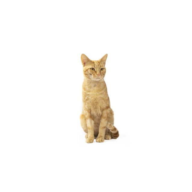 Photo of Aslan