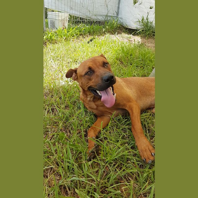 Photo of Skipper (Adoption Pending)