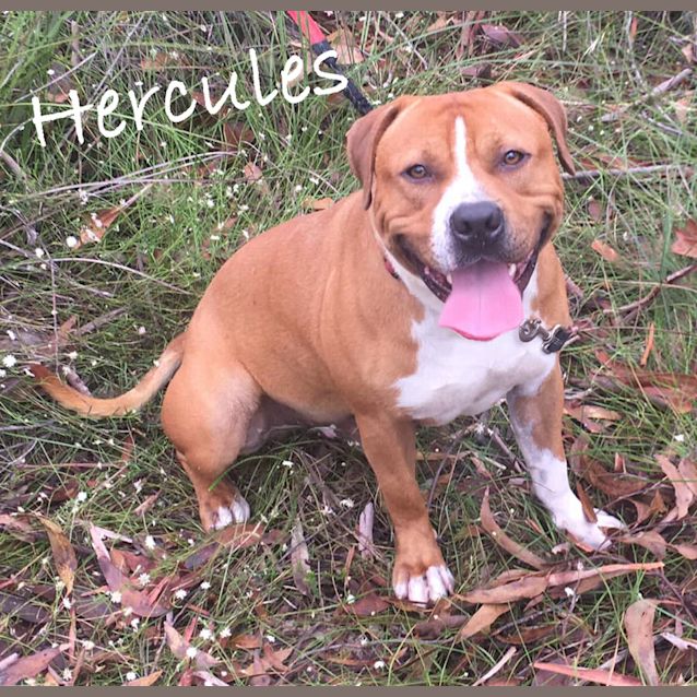 Photo of Hercules
