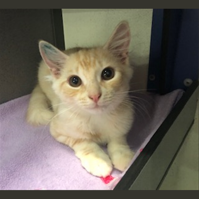 Photo of Simba