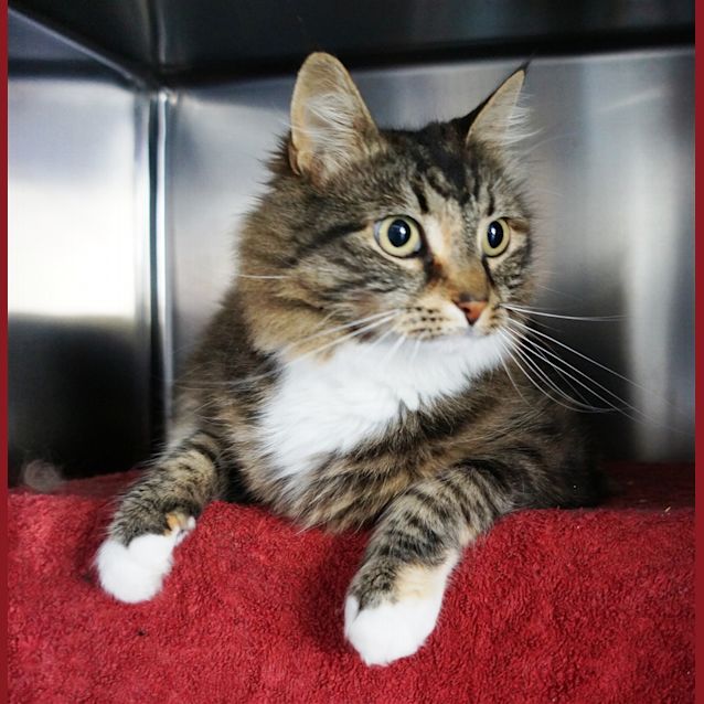 Photo of Missy