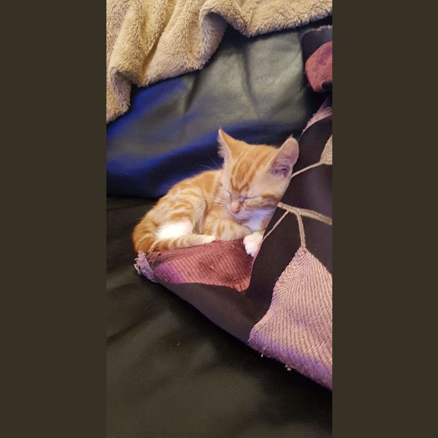 Photo of Shelby