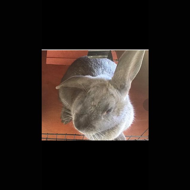 Photo of Duchess
