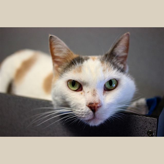 Photo of Misty