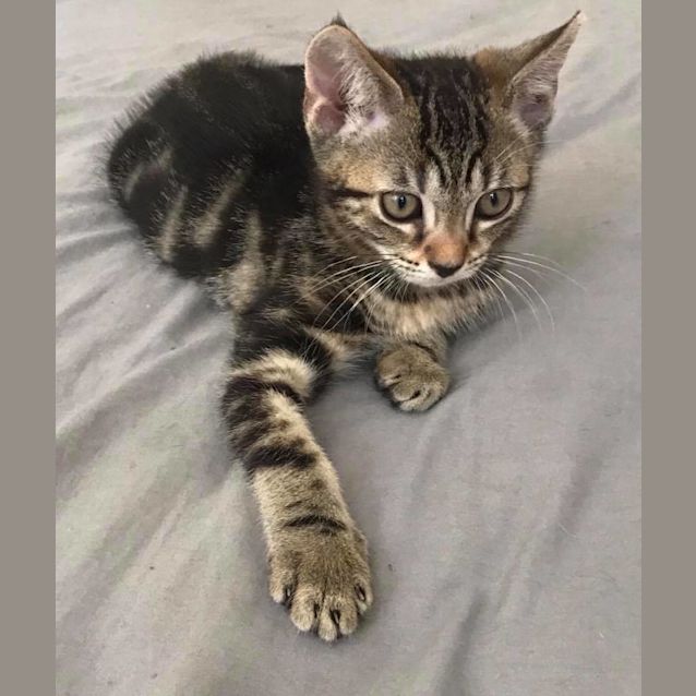 Photo of Benji 