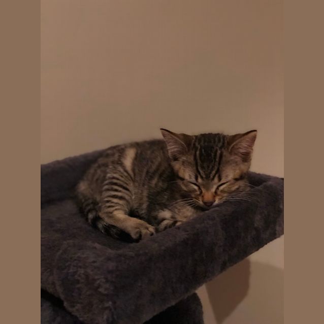 Photo of Jasper 