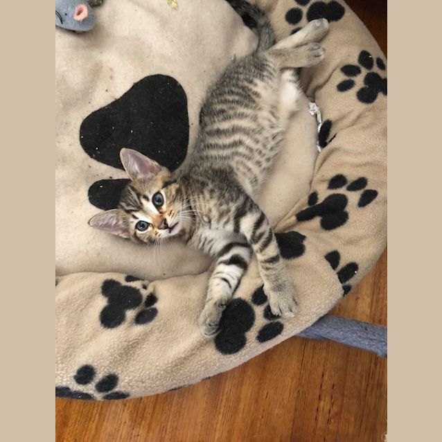 Photo of Shorty