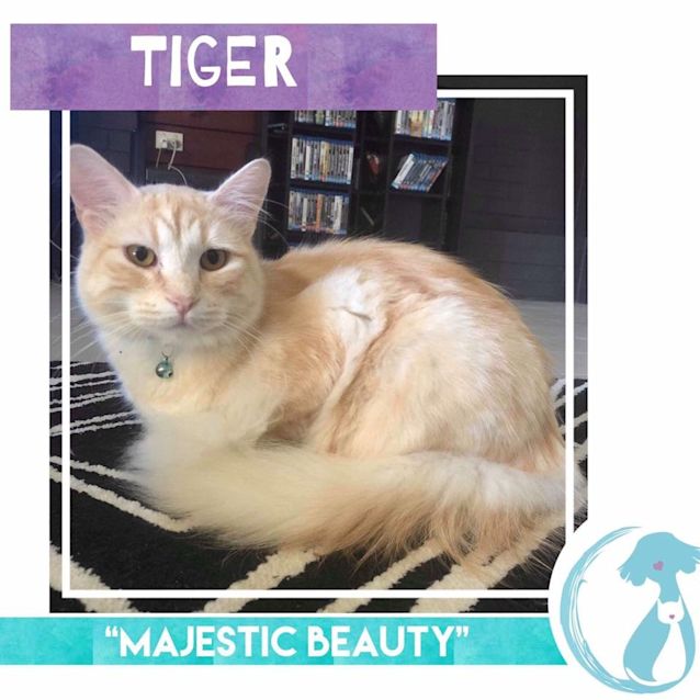 Photo of Tiger