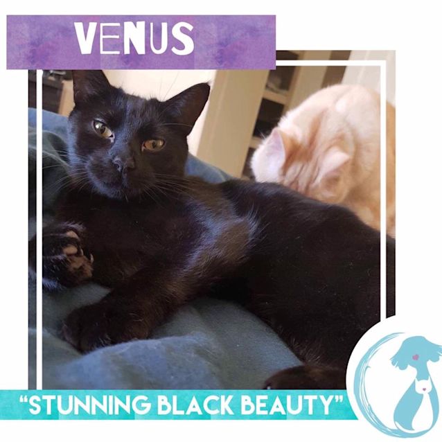 Photo of Venus