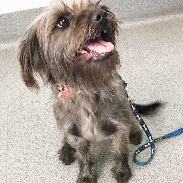 Photo of Poppy
