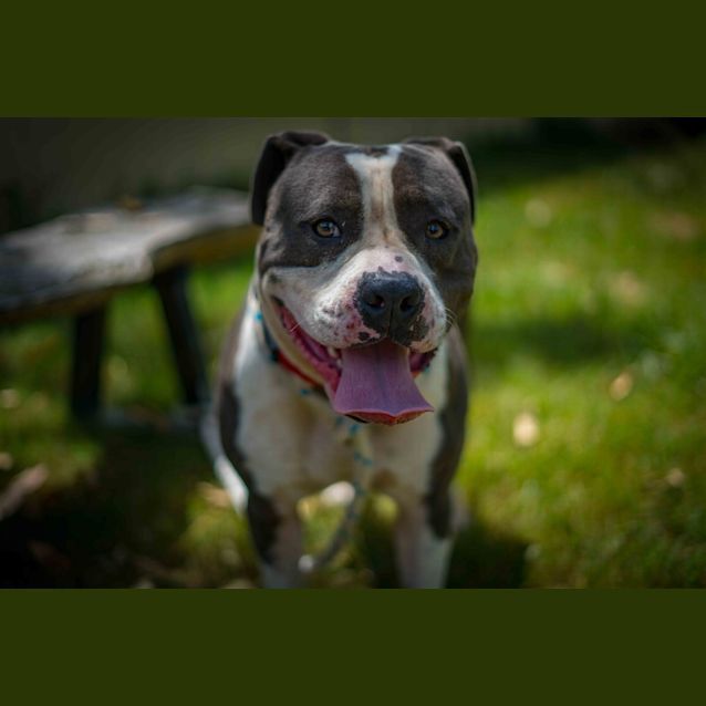 Photo of Harley