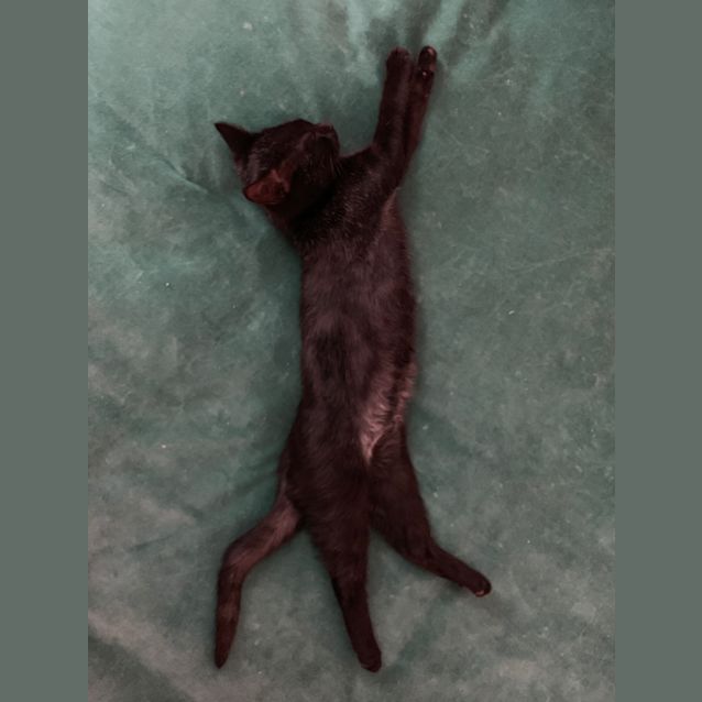Photo of Tomie Black