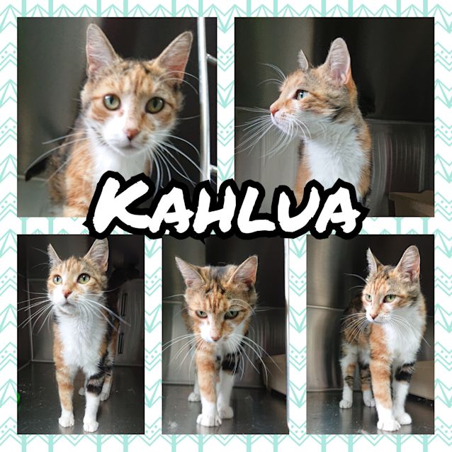 Photo of Kahlua