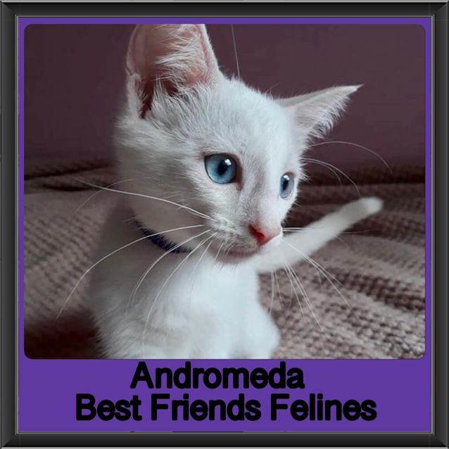 Photo of Andromeda 
