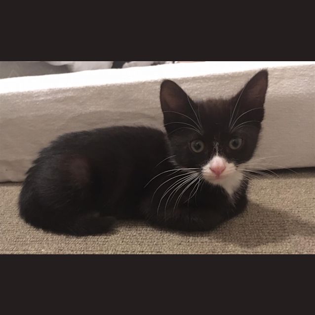 Photo of Pear 
