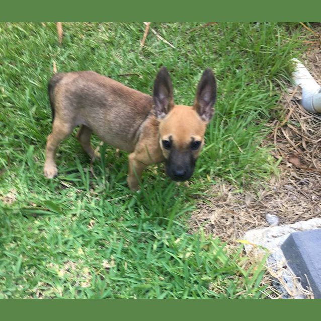 Photo of Bennett  **Adoption Pending**