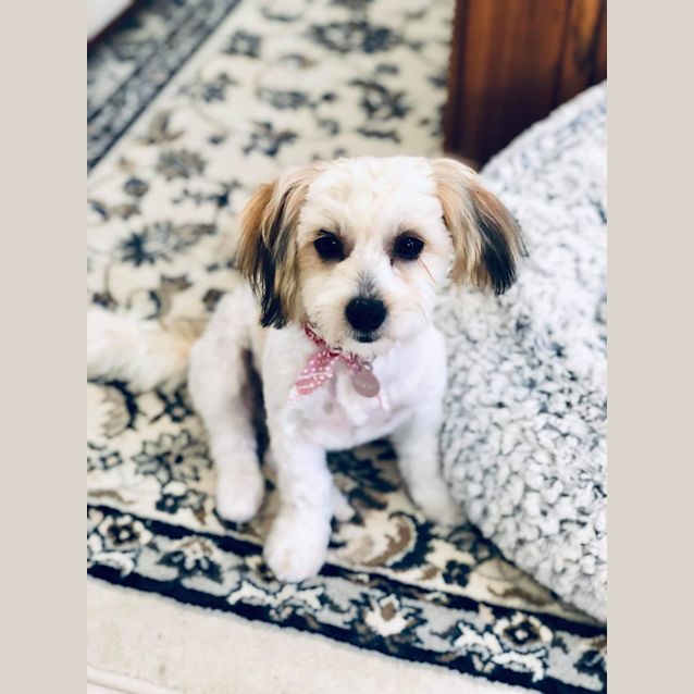 Photo of Bella Dl2048 